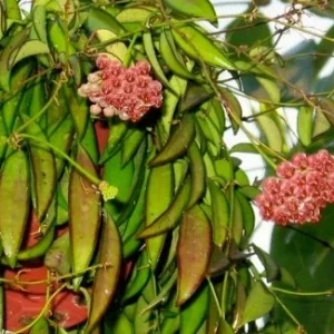 Hoya Wayetii Live Plant - Rooted Starter Cutting - Flowering Tropical Houseplant - Image 3