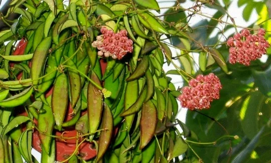 Hoya Wayetii Live Plant - Rooted Starter Cutting - Flowering Tropical Houseplant - Image 3