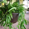 Hoya Wayetii Live Plant - Rooted Starter Cutting - Flowering Tropical Houseplant - Image 1