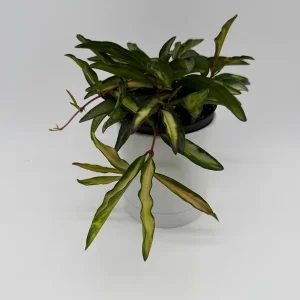 Hoya Wayetii Tricolor Live Plant – Pet-Safe Indoor Plant – 4 inch Pot - Image 2