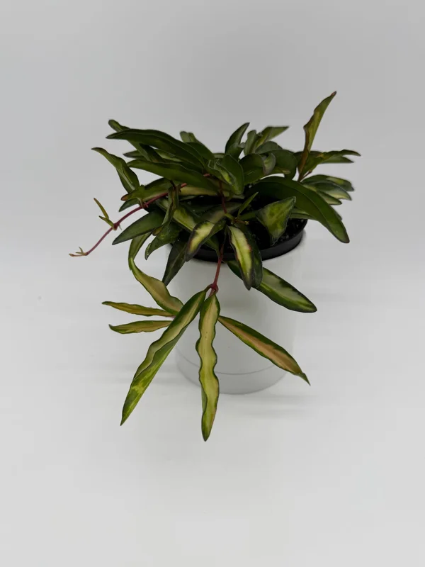 Hoya Wayetii Tricolor Live Plant – Pet-Safe Indoor Plant – 4 inch Pot - Image 2