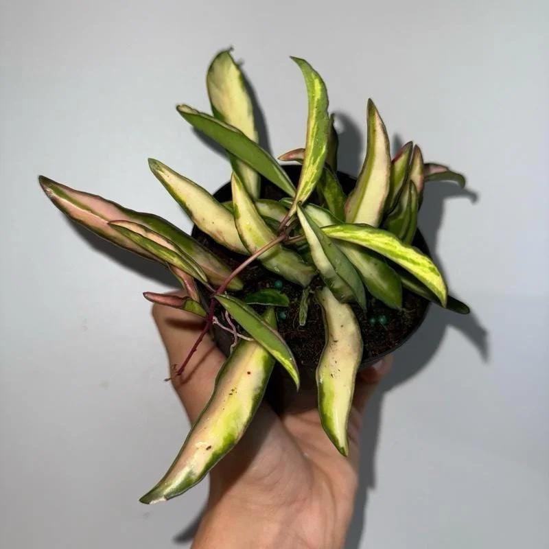 Hoya Wayetii Tricolor Live Plant – Pet-Safe Indoor Plant – 4 inch Pot - Image 3
