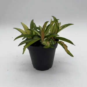 Hoya Wayetii Tricolor Live Plant – Pet-Safe Indoor Plant – 4 inch Pot - Image 4