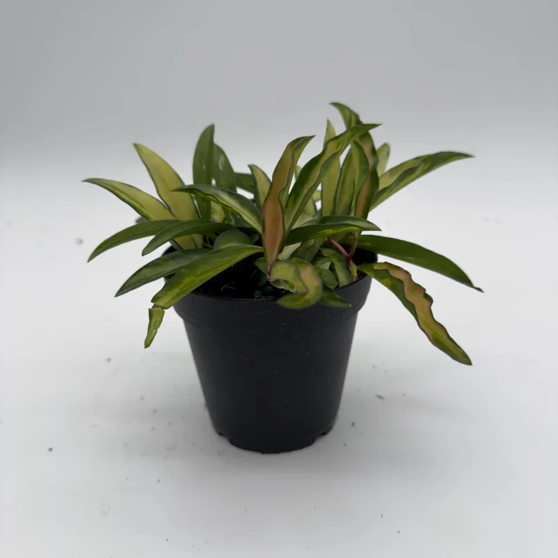 Hoya Wayetii Tricolor Live Plant – Pet-Safe Indoor Plant – 4 inch Pot - Image 4