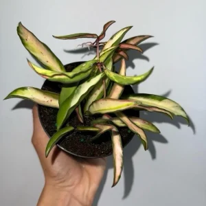 Hoya Wayetii Tricolor Live Plant – Pet-Safe Indoor Plant – 4 inch Pot - Image 5