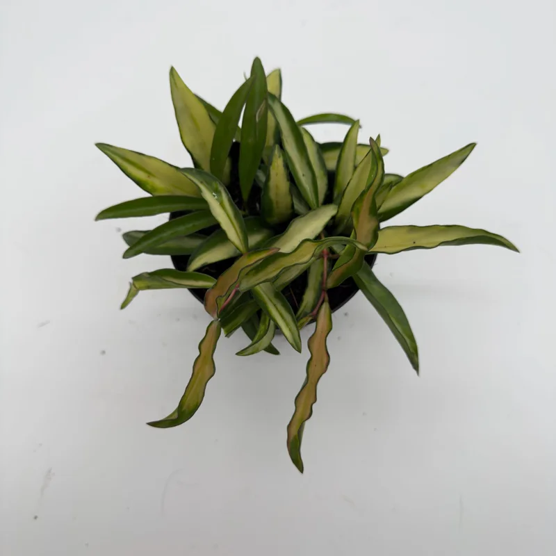 Hoya Wayetii Tricolor Live Plant – Pet-Safe Indoor Plant – 4 inch Pot - Image 6