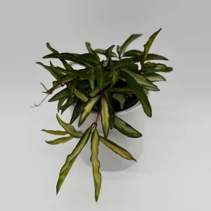 Hoya Wayetii Tricolor Live Plant – Pet-Safe Indoor Plant – 4 inch Pot - Image 7