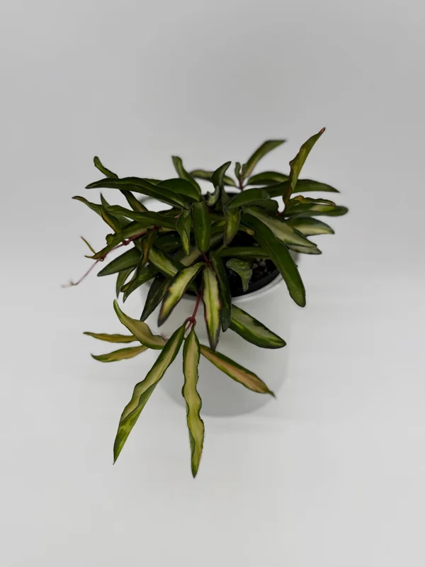 Hoya Wayetii Tricolor Live Plant – Pet-Safe Indoor Plant – 4 inch Pot - Image 7
