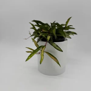 Hoya Wayetii Tricolor Live Plant – Pet-Safe Indoor Plant – 4 inch Pot - Image 8