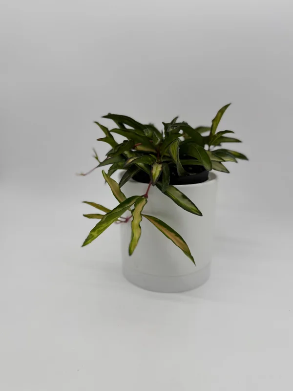 Hoya Wayetii Tricolor Live Plant – Pet-Safe Indoor Plant – 4 inch Pot - Image 8