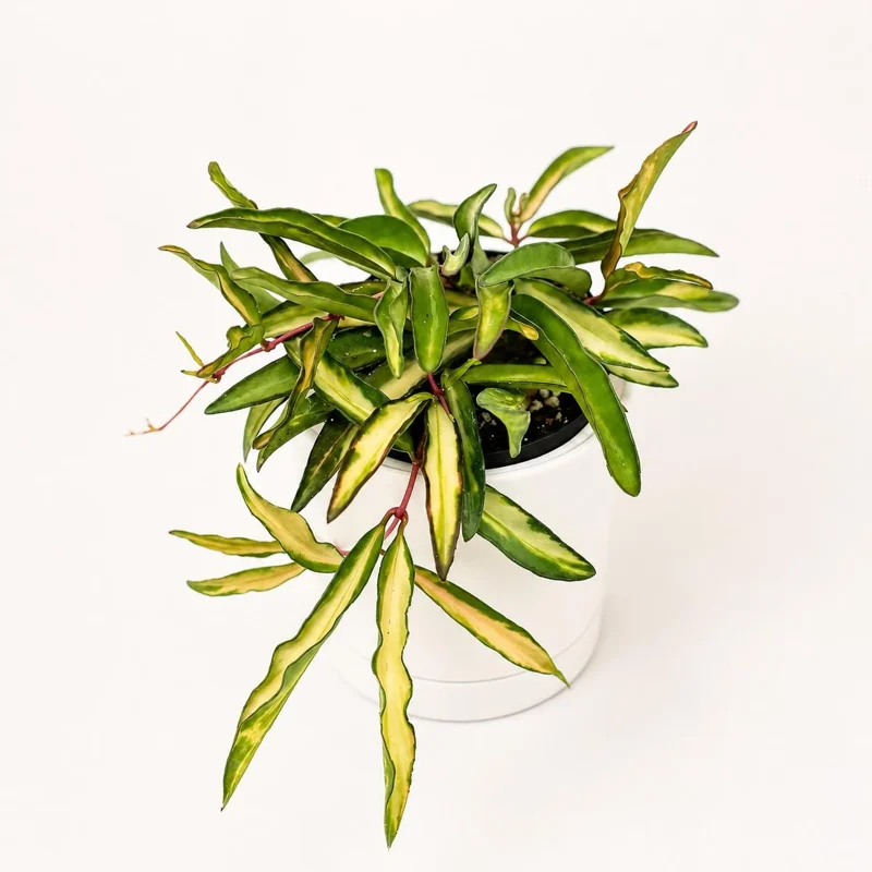 Hoya Wayetii Tricolor Live Plant – Pet-Safe Indoor Plant – 4 inch Pot - Image 1