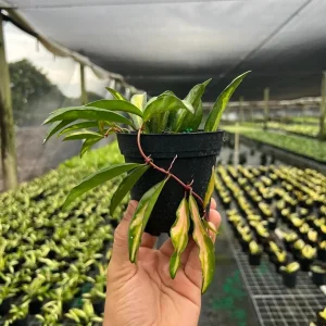 Hoya Wayetti Tricolor Variegated Live Plant – Wax Vine in 4