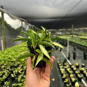 Hoya Wayetti Tricolor Variegated Live Plant – Wax Vine in 4