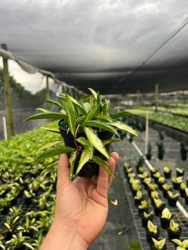 Hoya Wayetti Tricolor Variegated Live Plant – Wax Vine in 4" Pot – Houseplant - Image 3