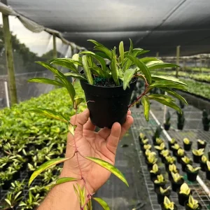 Hoya Wayetti Tricolor Variegated Live Plant – Wax Vine in 4