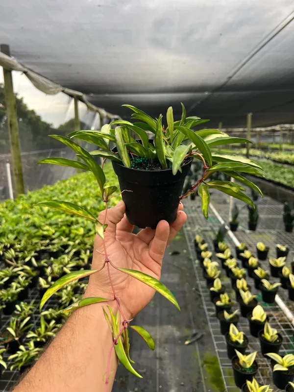 Hoya Wayetti Tricolor Variegated Live Plant – Wax Vine in 4" Pot – Houseplant - Image 4