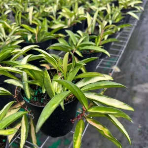 Hoya Wayetti Tricolor Variegated Live Plant – Wax Vine in 4