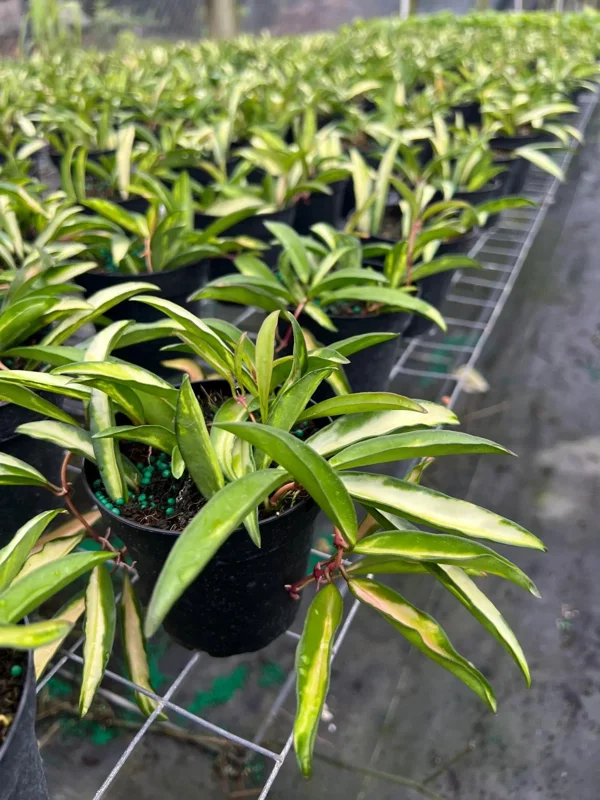 Hoya Wayetti Tricolor Variegated Live Plant – Wax Vine in 4" Pot – Houseplant - Image 5