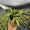 Hoya Wayetti Tricolor Variegated Live Plant – Wax Vine in 4" Pot – Houseplant - Image 1