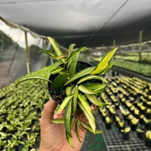 Hoya Wayetti Tricolor Variegated Live Plant – Wax Vine in 4