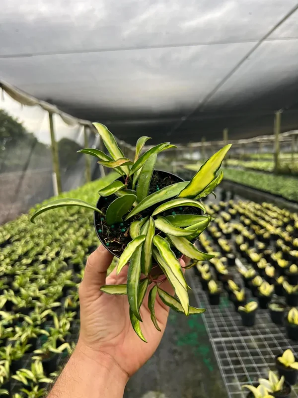 Hoya Wayetti Tricolor Variegated Live Plant – Wax Vine in 4" Pot – Houseplant - Image 1