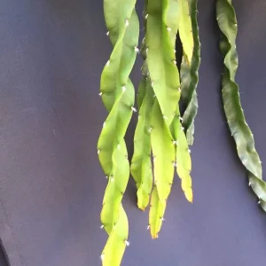 Hurricane Cactus Lepismium cruciforme var. Spiralis Live Plant, Rooted, 2 Inch Pot - Image 1