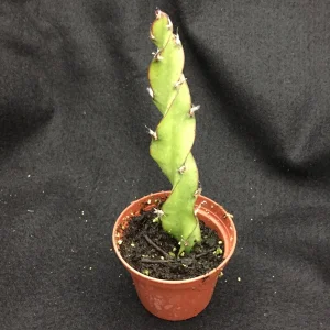 Hurricane Cactus Lepismium Spiralis Live Plant – Rooted in 2 Inch Pot – Indoor/Outdoor - Image 2