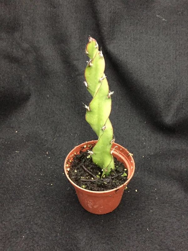 Hurricane Cactus Lepismium Spiralis Live Plant – Rooted in 2 Inch Pot – Indoor/Outdoor - Image 2
