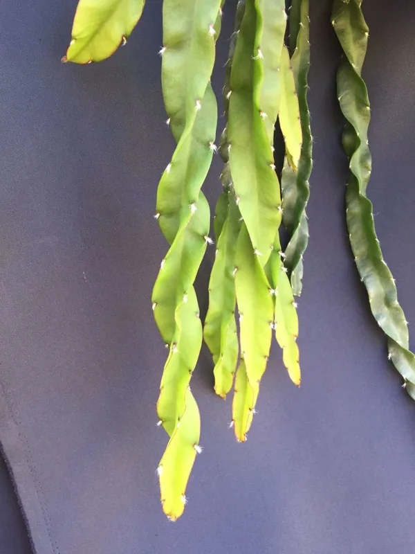 Hurricane Cactus Lepismium Spiralis Live Plant – Rooted in 2 Inch Pot – Indoor/Outdoor - Image 1