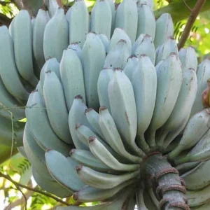 Ice Cream Banana Plant - Musa Ice Cream Live Plant in 3 inch Pot - Image 1
