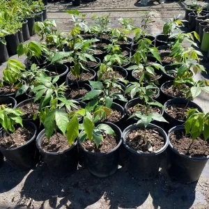 Ice Cream Bean Tree Live Plant, Inga edulis, 1 Gallon Nursery Pot - Image 2