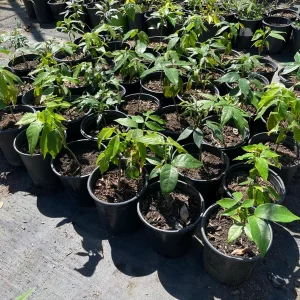 Ice Cream Bean Tree Live Plant, Inga edulis, 1 Gallon Nursery Pot - Image 3
