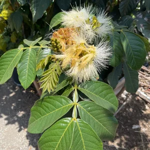 Ice Cream Bean Tree Live Plant, Inga edulis, 1 Gallon Nursery Pot - Image 4