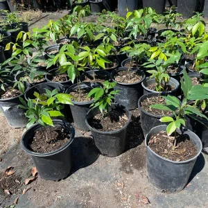 Ice Cream Bean Tree Live Plant, Inga edulis, 1 Gallon Nursery Pot - Image 5