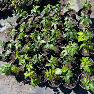 Ice Cream Bean Tree Live Plant, Inga edulis, 1 Gallon Nursery Pot - Image 6