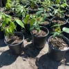 Ice Cream Bean Tree Live Plant, Inga edulis, 1 Gallon Nursery Pot - Image 1