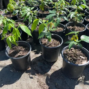 Ice Cream Bean Tree Live Plant, Inga edulis, 1 Gallon Nursery Pot - Image 1