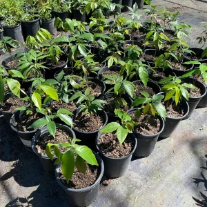 Ice Cream Bean Tree Live Plant, Inga edulis, 1 Gallon Nursery Pot - Image 7