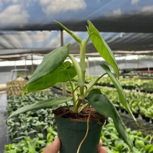 Ice Frost Syngonium Plant – Variegated Arrowhead Live Plant – 4