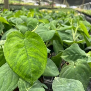 Ice Frost Syngonium Plant – Variegated Arrowhead Live Plant – 4
