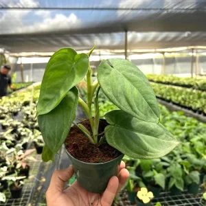 Ice Frost Syngonium Plant – Variegated Arrowhead Live Plant – 4