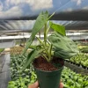 Ice Frost Syngonium Plant – Variegated Arrowhead Live Plant – 4" Pot – Indoor - Image 1