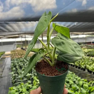 Ice Frost Syngonium Plant – Variegated Arrowhead Live Plant – 4