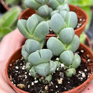 Ice Plant Delosperma Taylorii Live Plant - Drought Tolerant Groundcover - Image 1