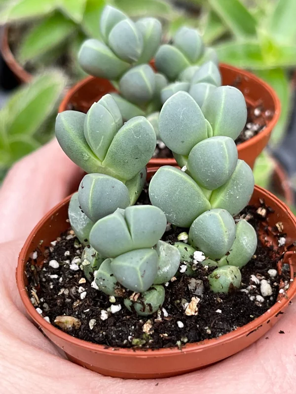 Ice Plant Delosperma Taylorii Live Plant - Drought Tolerant Groundcover - Image 1