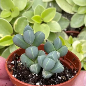 Ice Plant Delosperma Taylorii Live Plant - Drought Tolerant Groundcover - Image 2
