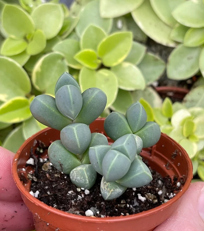 Ice Plant Delosperma Taylorii Live Plant - Drought Tolerant Groundcover - Image 2