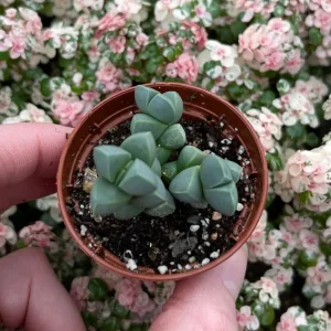 Ice Plant Delosperma Taylorii Live Plant - Drought Tolerant Groundcover - Image 3