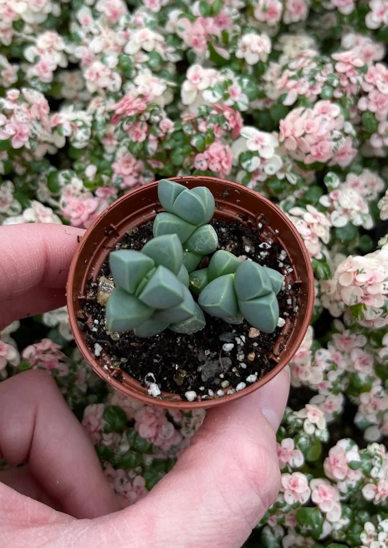 Ice Plant Delosperma Taylorii Live Plant - Drought Tolerant Groundcover - Image 3