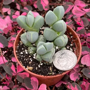 Ice Plant Delosperma Taylorii Live Plant - Drought Tolerant Groundcover - Image 4